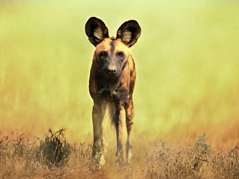 African wild dog in grassland