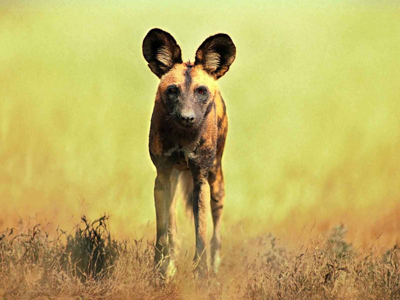 African wild dog in grassland