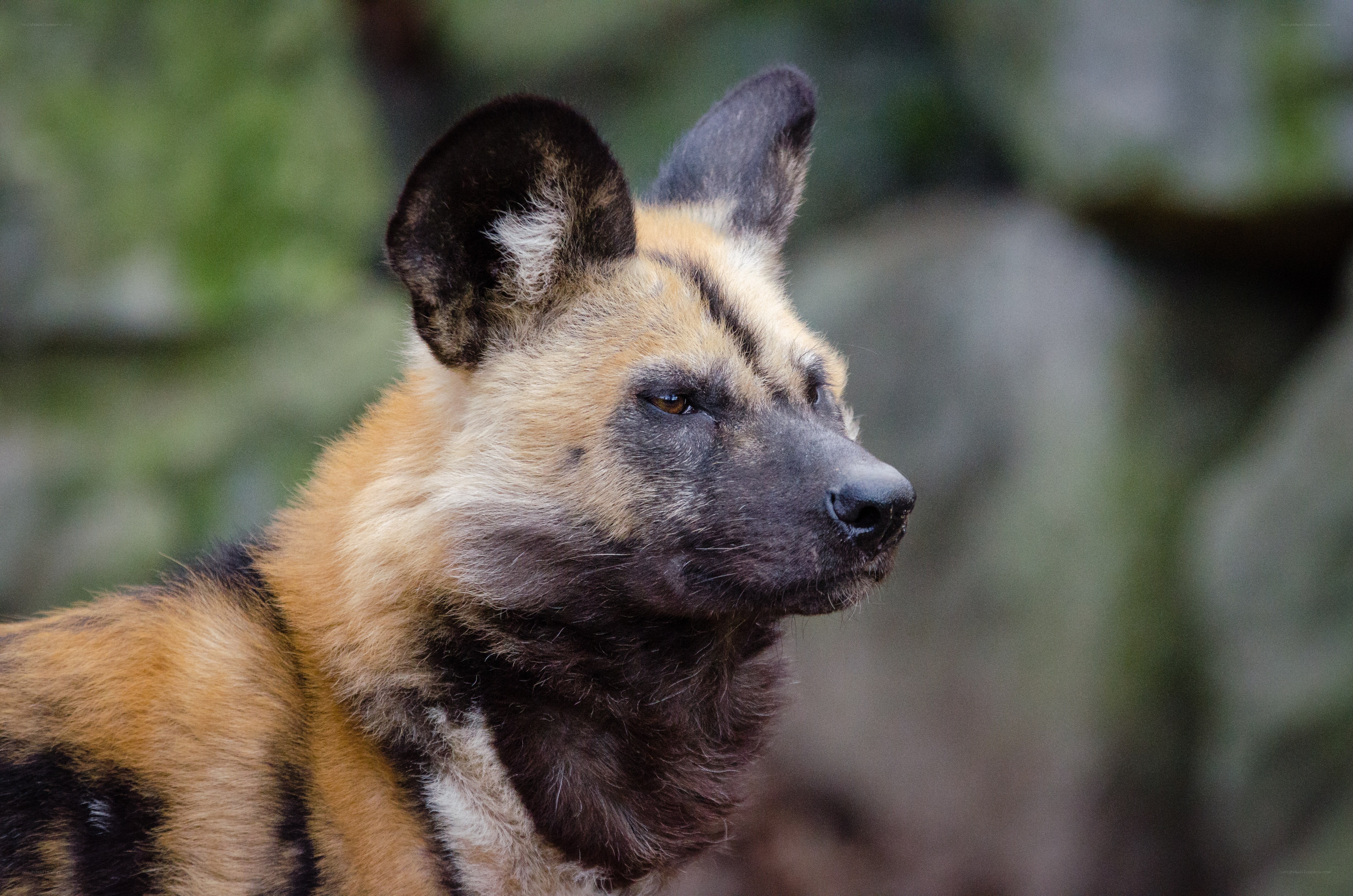 African wild dog in profile