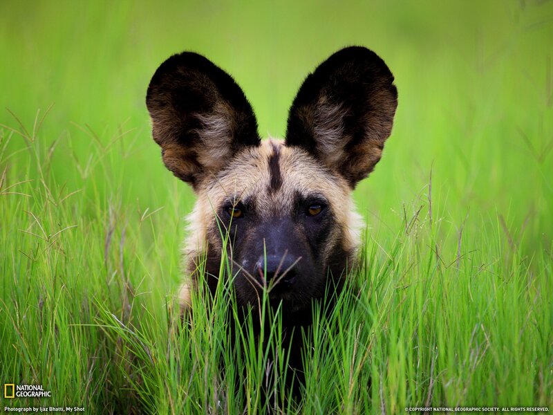 African wild dog in tall grass