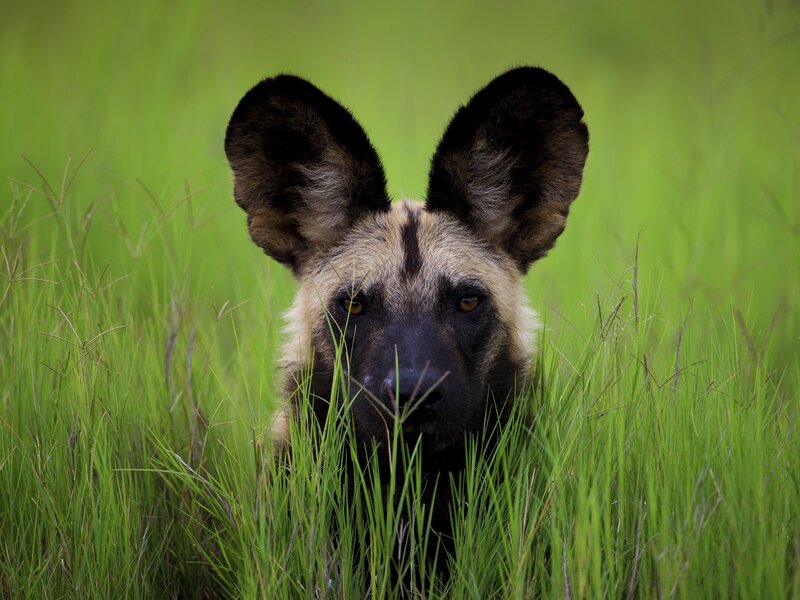 African wild dog in tall grass