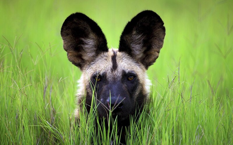 African wild dog in tall grass