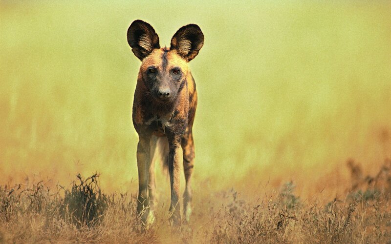 African wild dog in the savanna
