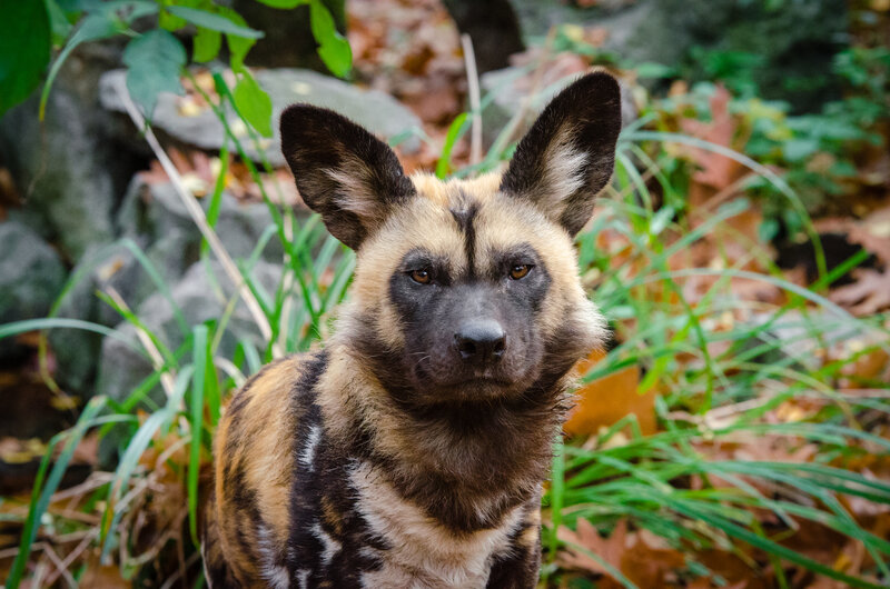 African wild dog in the wild