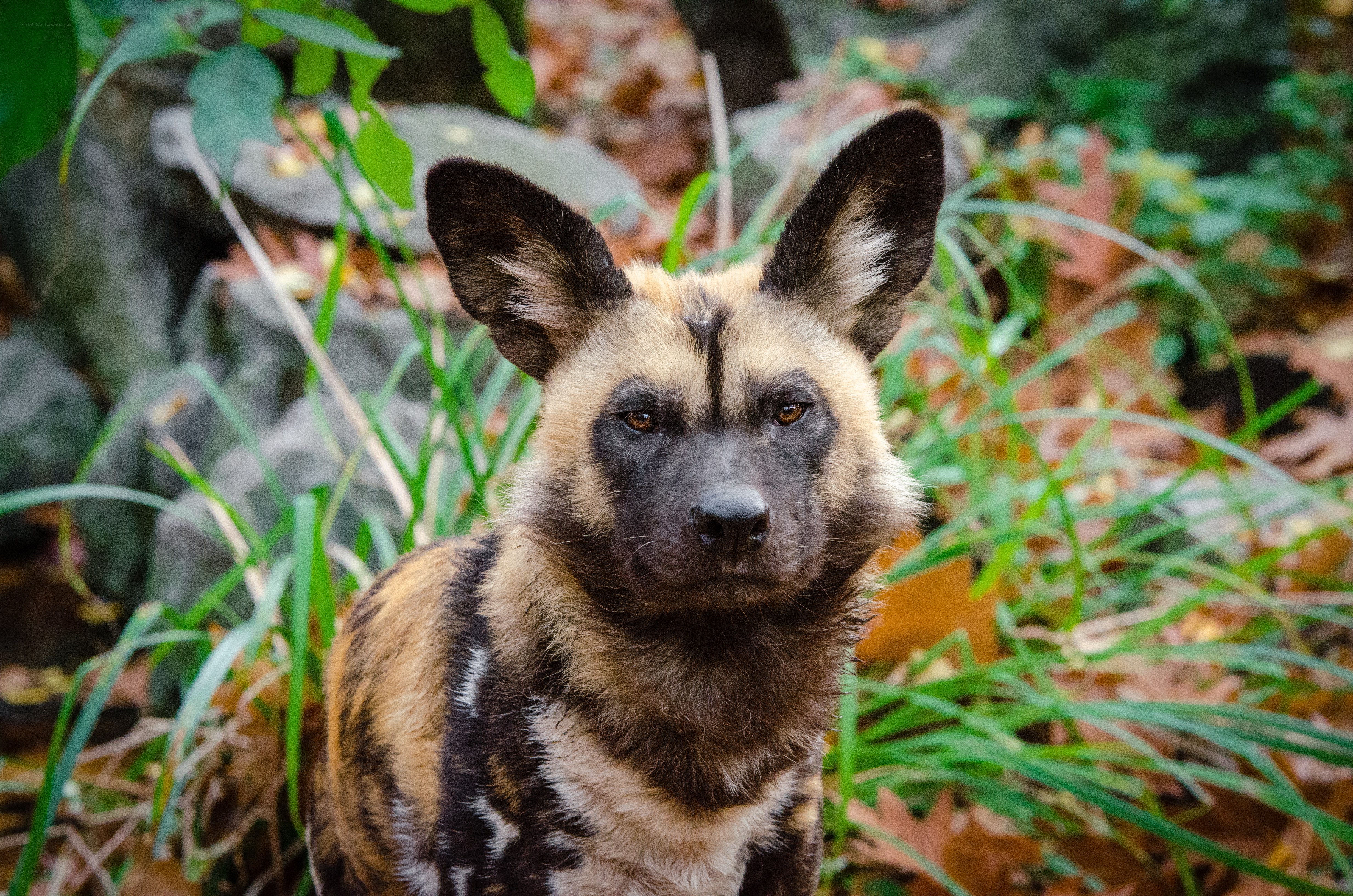 African wild dog in the wild