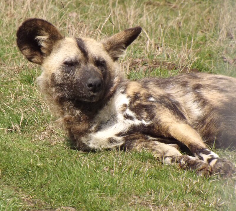 African Wild Dog Lying