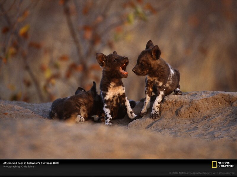 African wild dog puppies playing