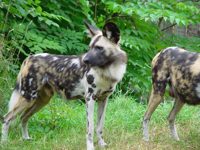 African Wild Dog