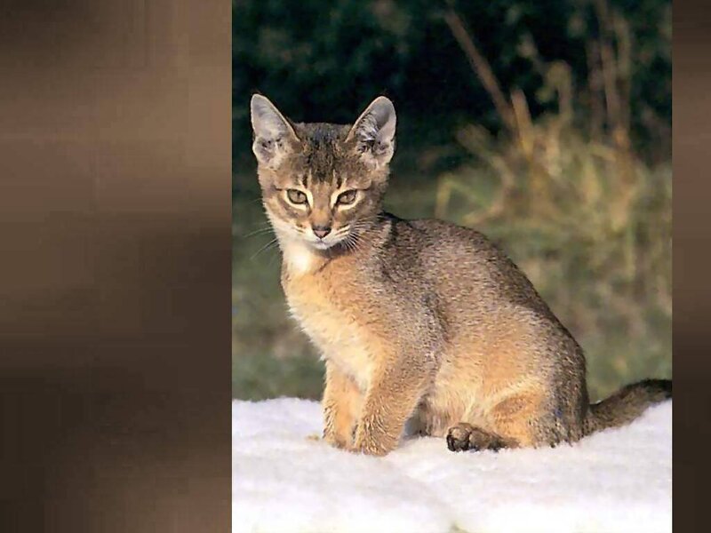 African Wildcat Kitten