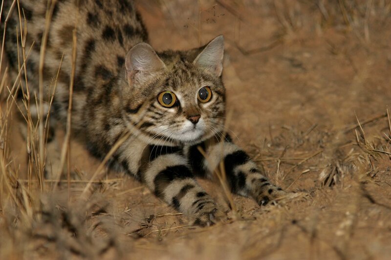 African Wildcat