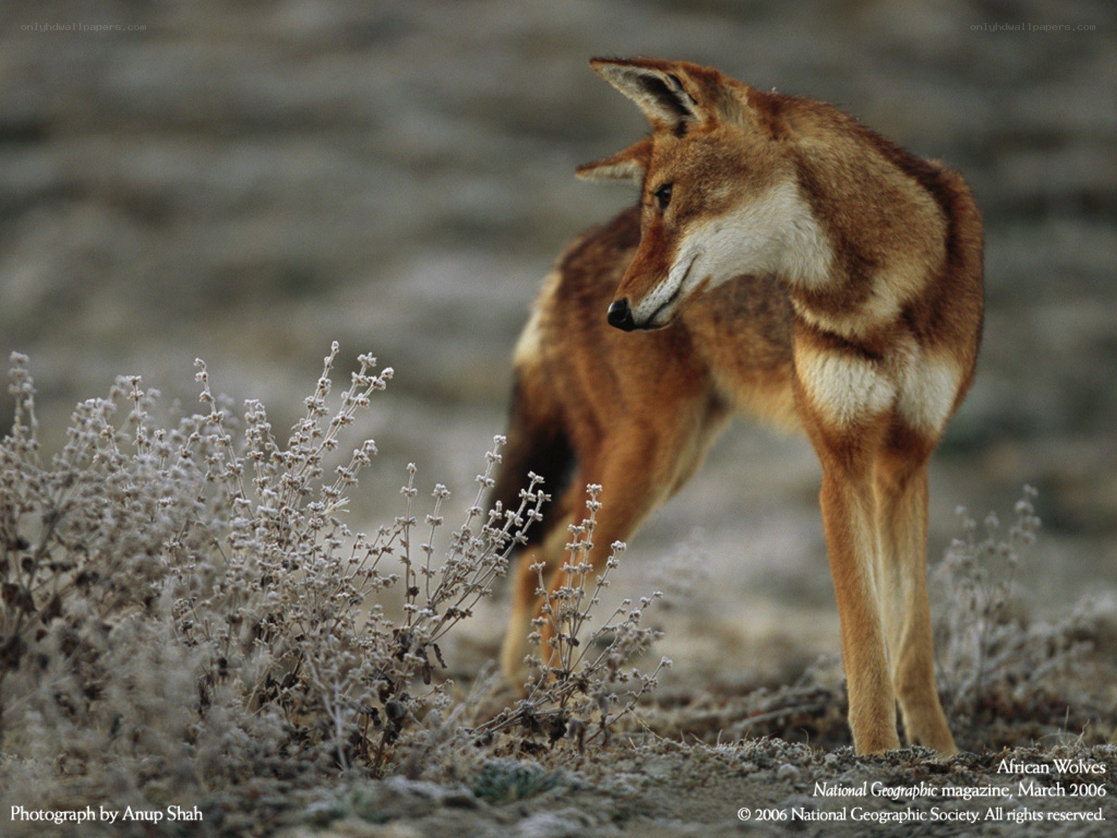 African wolf in natural habitat