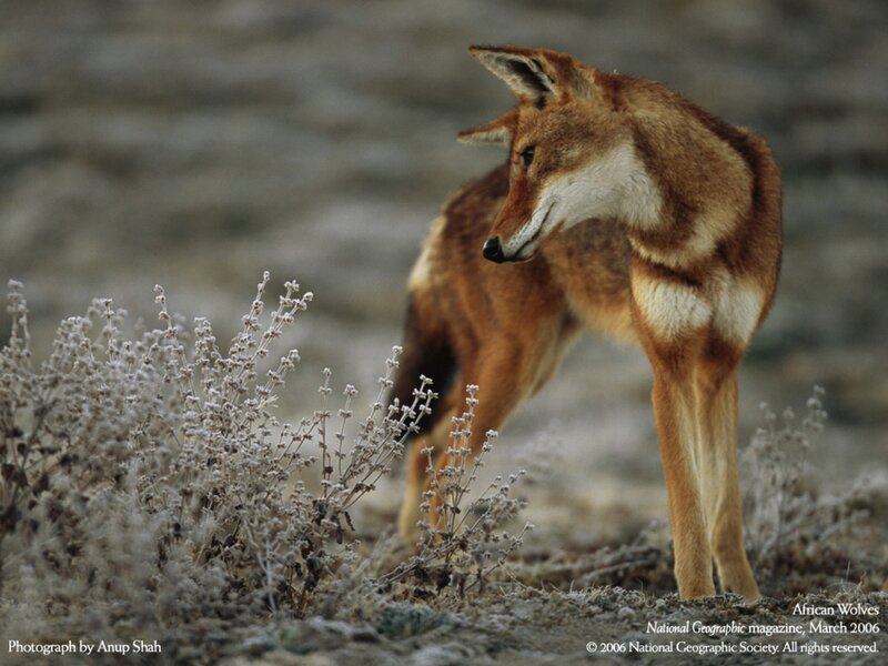 African Wolf Standing