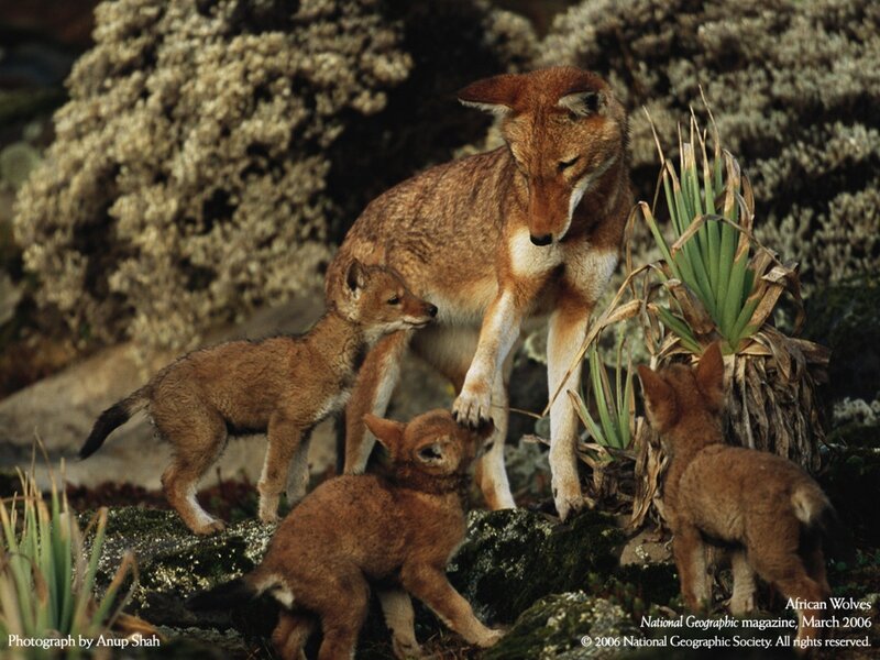 African Wolf with Pups