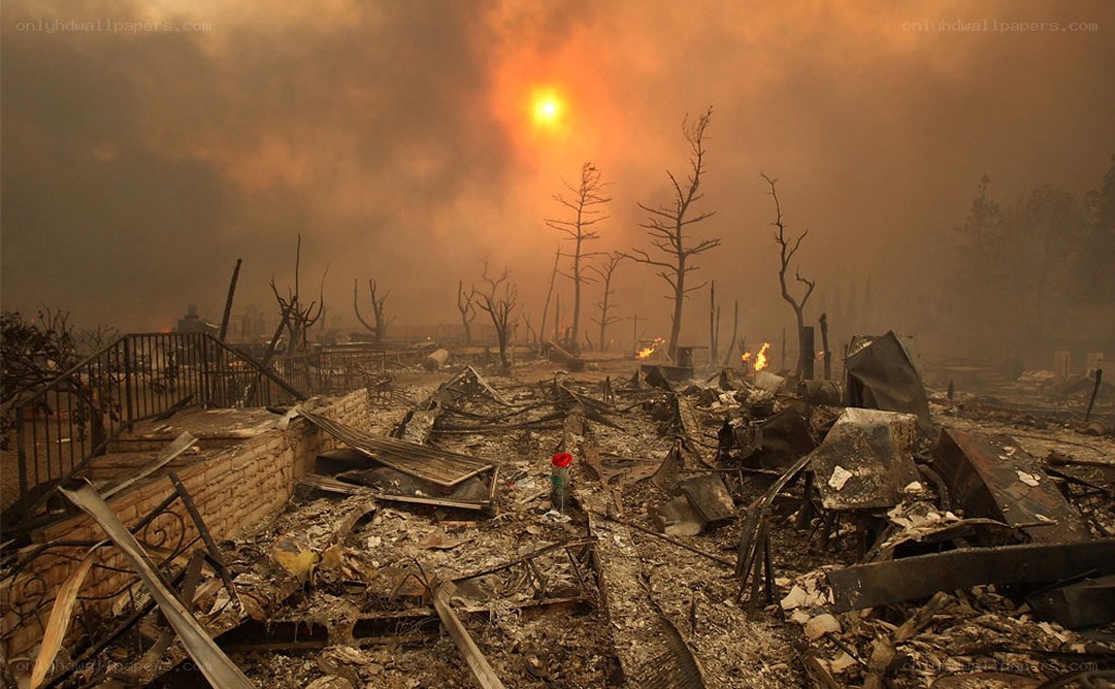 Aftermath of a wildfire