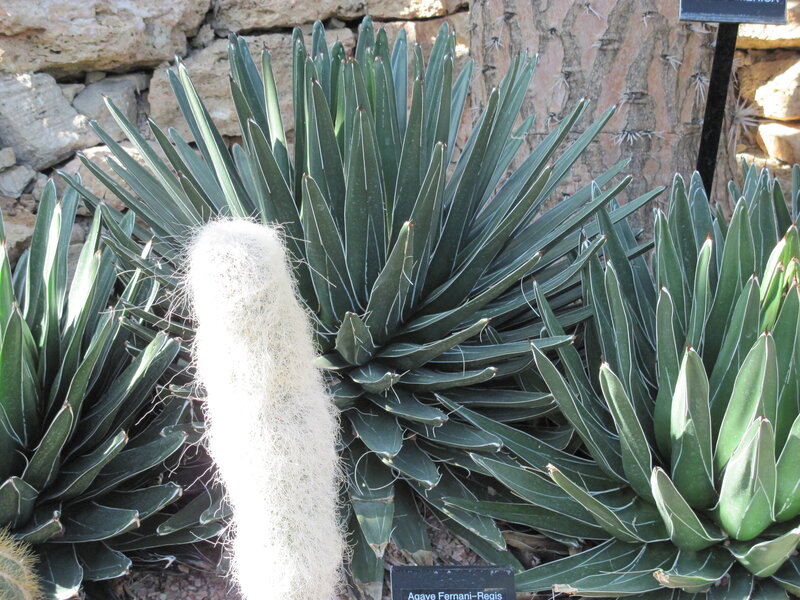 Agave and Cactus Plants
