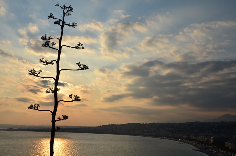 Agave plant at sunset by the sea