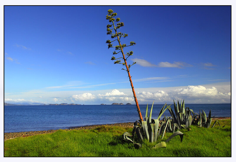 Agave plant by the sea