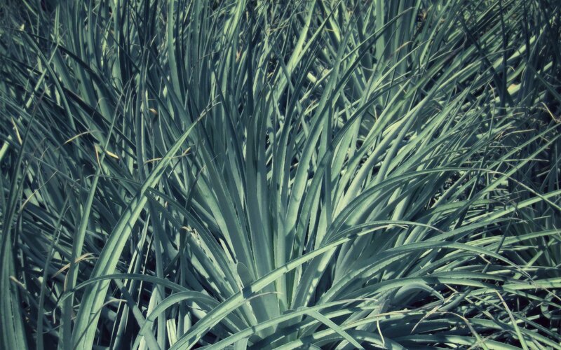 Agave plant foliage