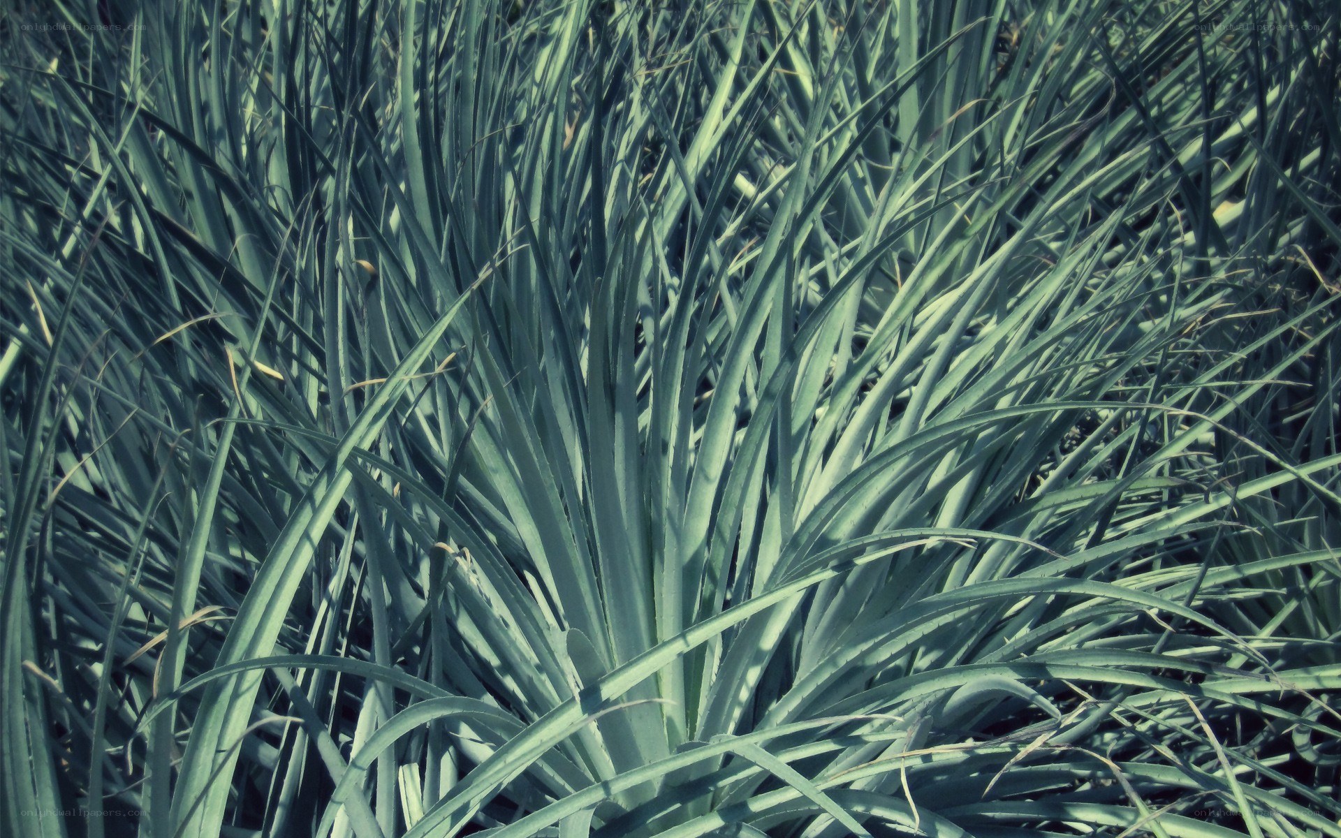 Agave plant foliage