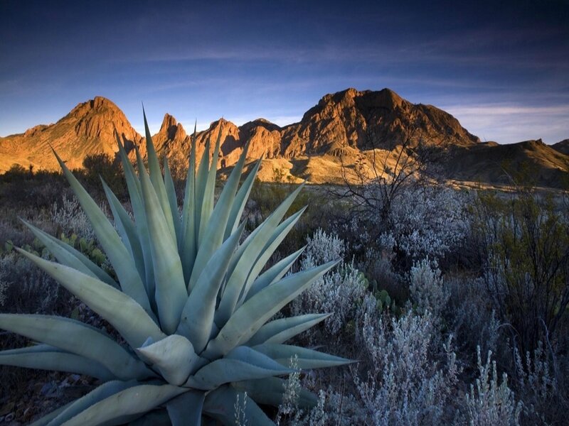 Agave Plant in Desert — Blue, Dramatic, Sunset, Photograph