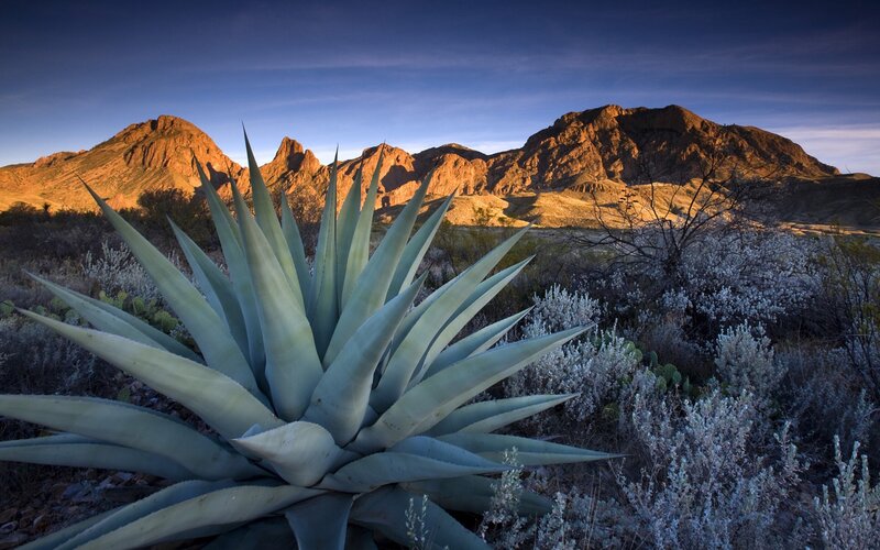 Agave Plant in Desert — Blue, Dramatic, Sunset