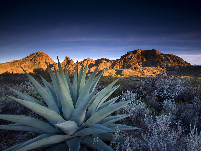 Agave Plant in Desert — Blue, Dramatic