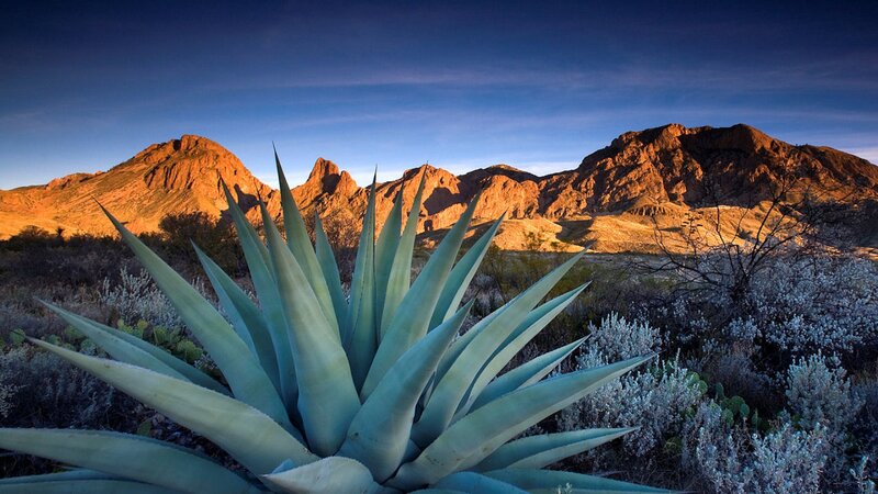 Agave Plant in Desert — Blue, Serene