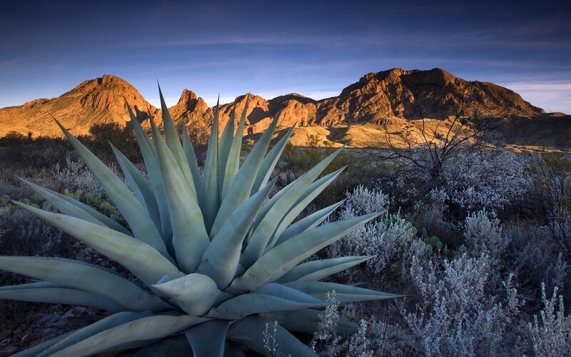 Agave Plant in Desert — Blue
