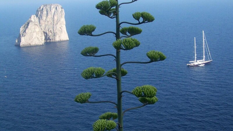 Agave Plant in Foreground