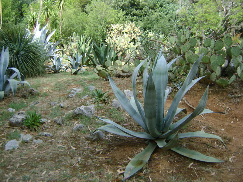 Agave Plant in Garden — Green