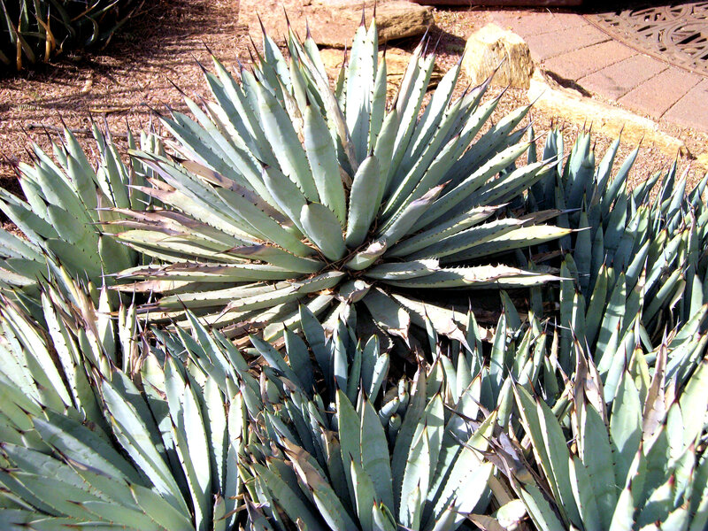 Agave Plant in Garden