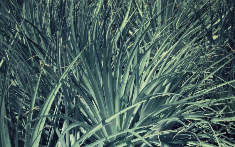 Agave Plant Leaves