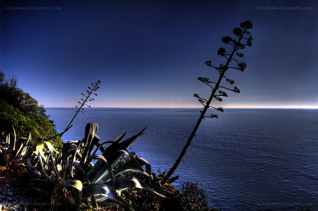 Agave plant overlooking the ocean