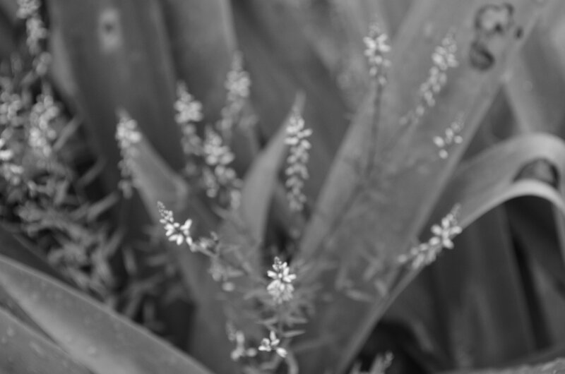 Agave Plant with Flowers