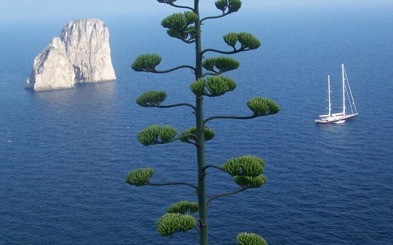 Agave plant with sea view