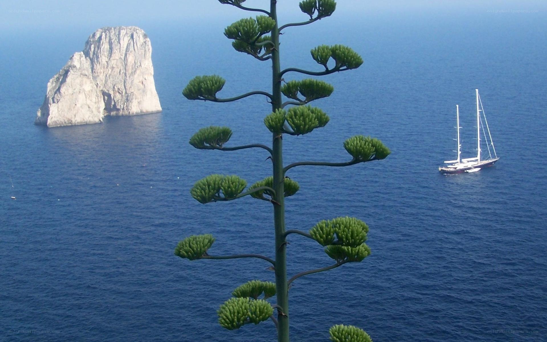 Agave plant with sea view