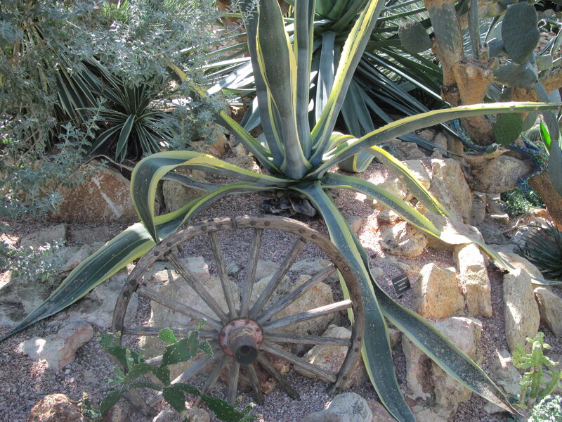 Agave Plant with Wagon Wheel