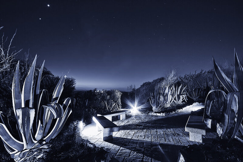 Agave Plants at Night
