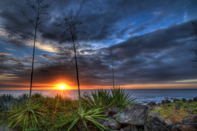 Agave Plants at Sunset — Blue