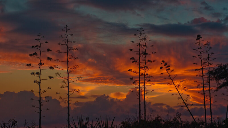 Agave Plants at Sunset — Orange