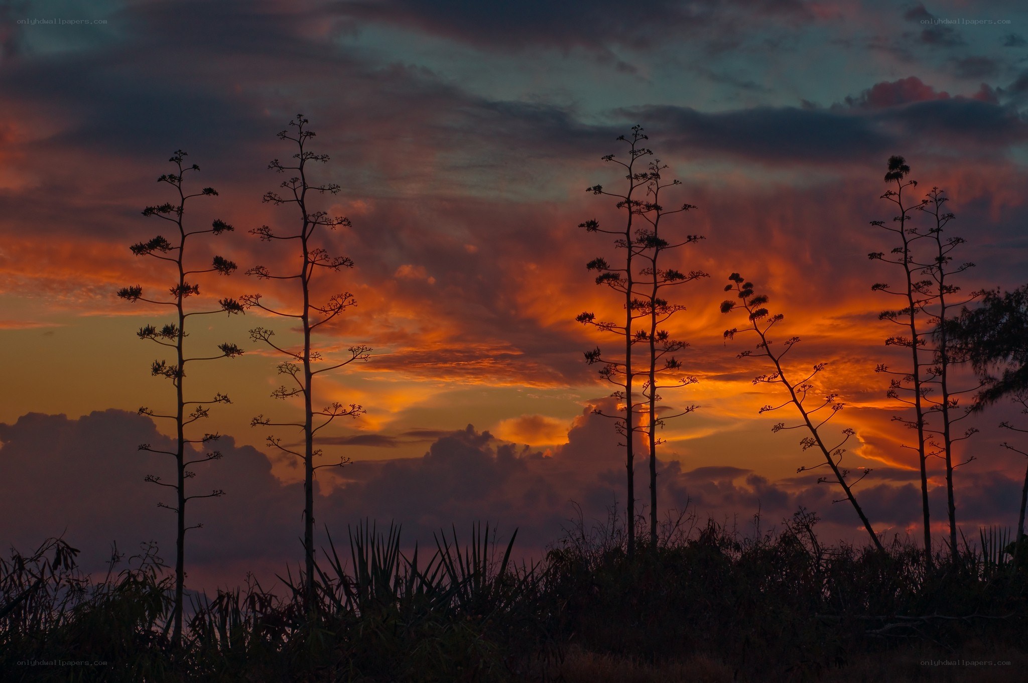 Agave plants at sunset