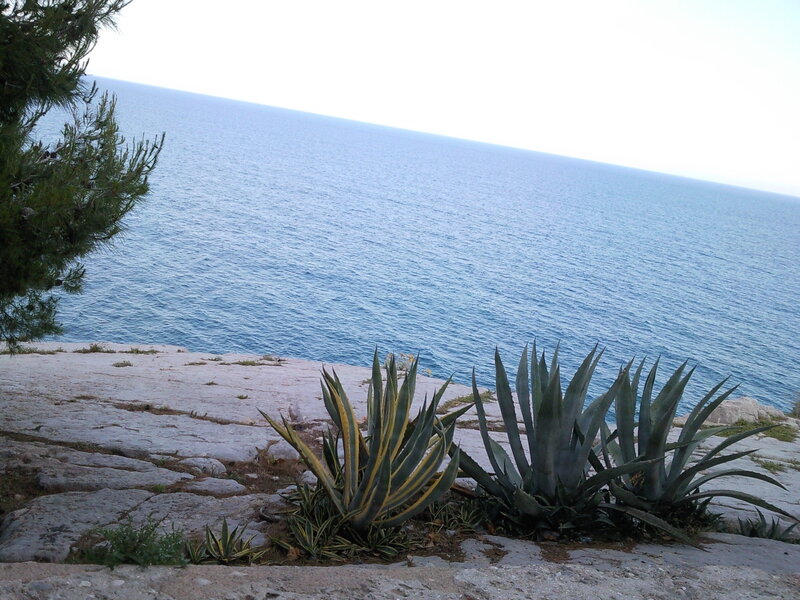 Agave Plants on Cliff