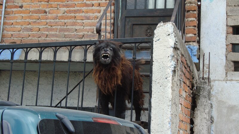 Aggressive dog on balcony
