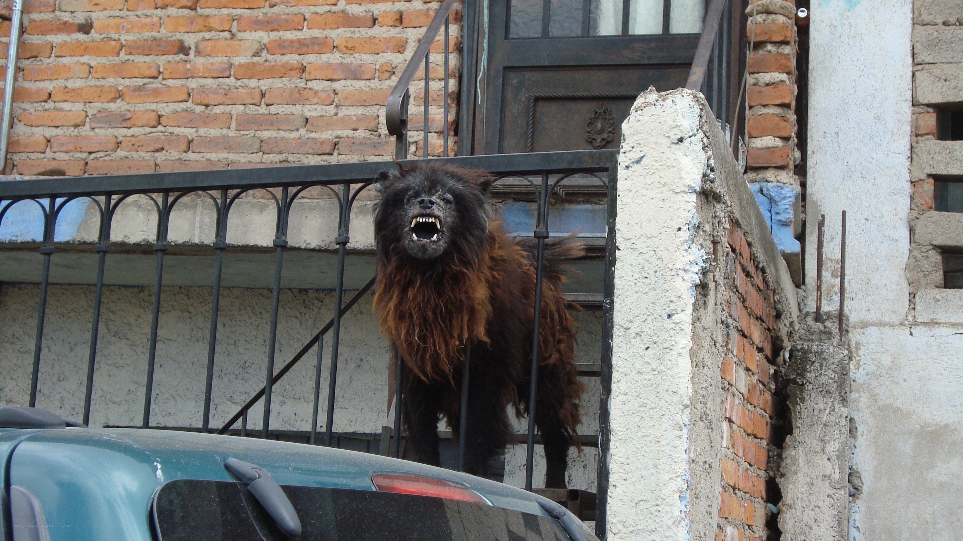 Aggressive dog on balcony