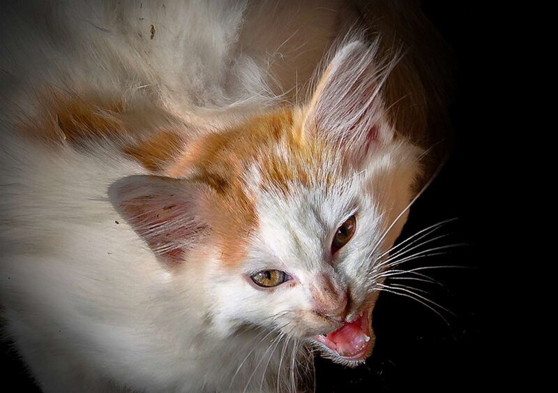 Aggressive Orange-and-white Cat