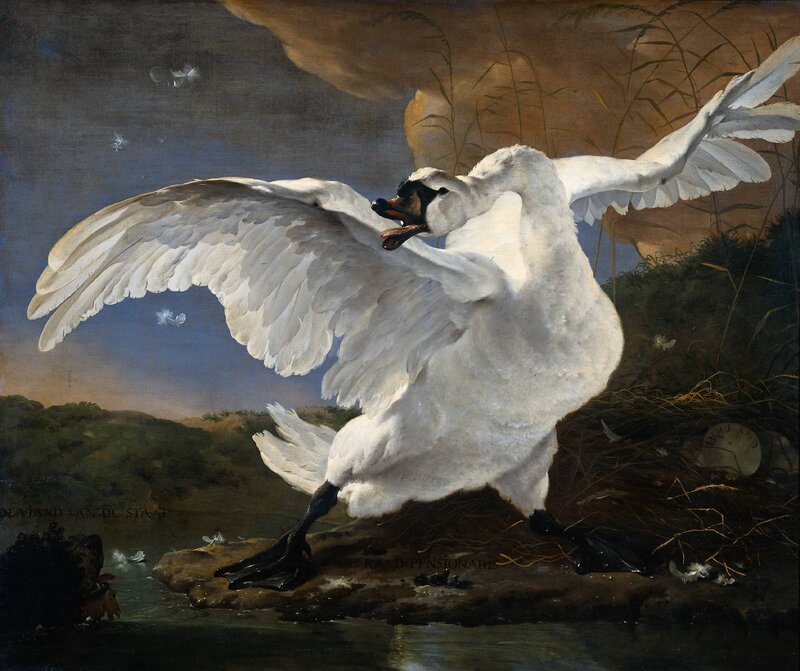 Aggressive swan defending nest