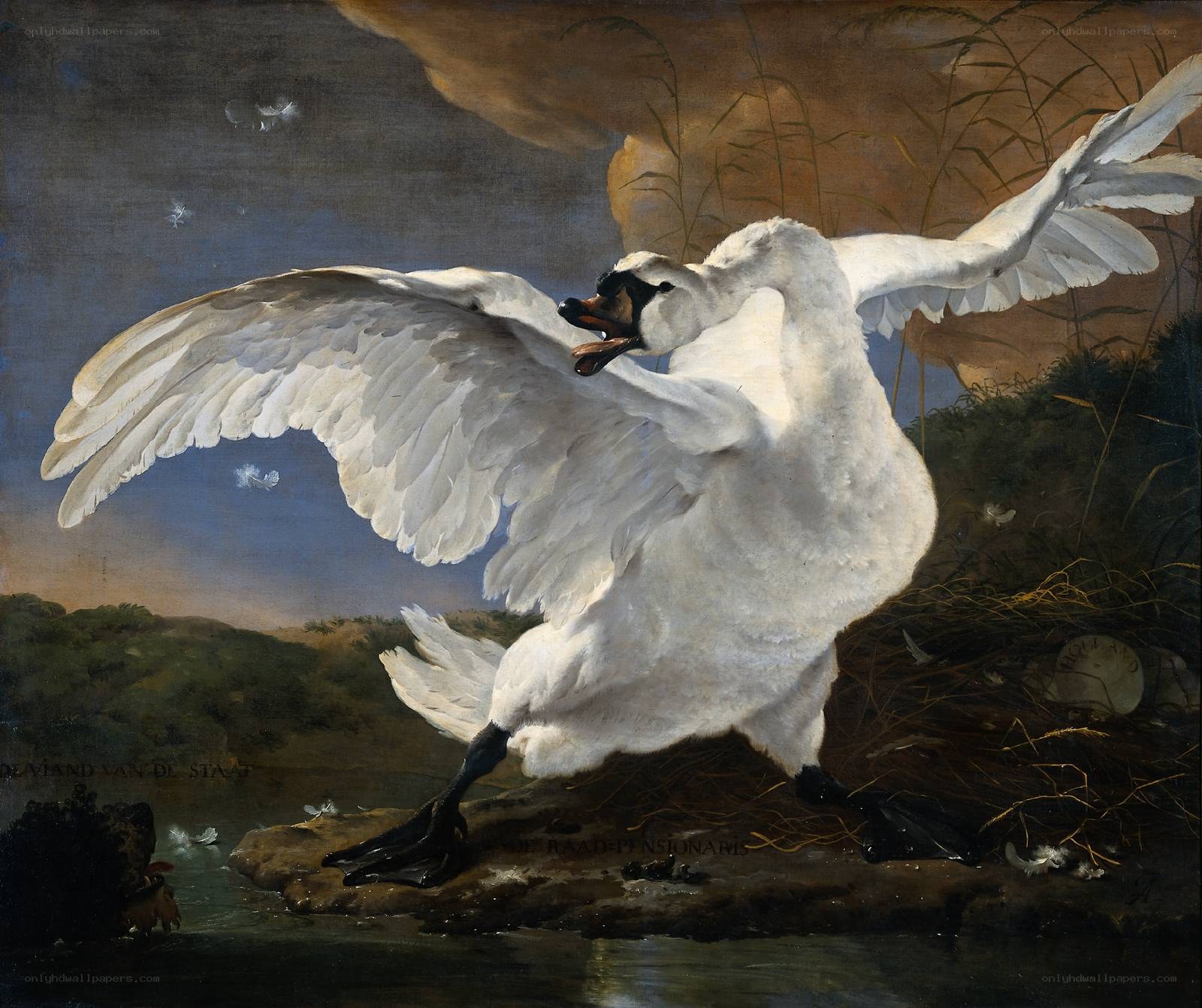Aggressive swan defending nest