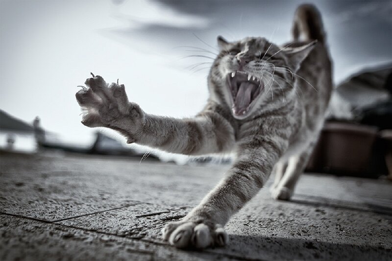 Aggressive Tabby Cat — Gray