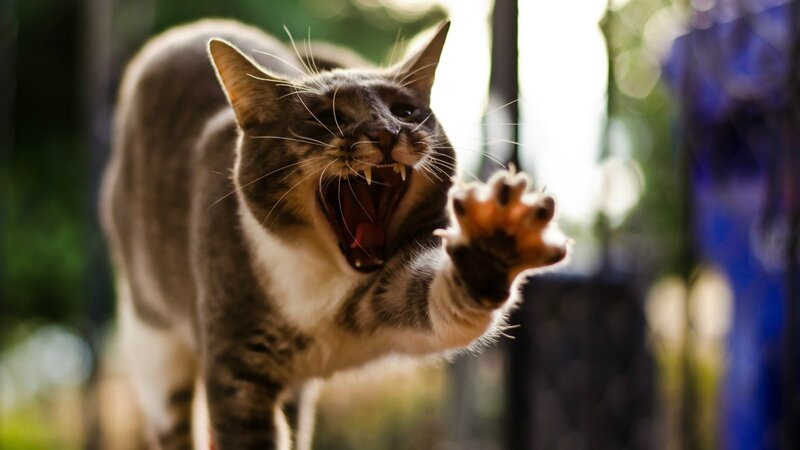 Aggressive Tabby Cat