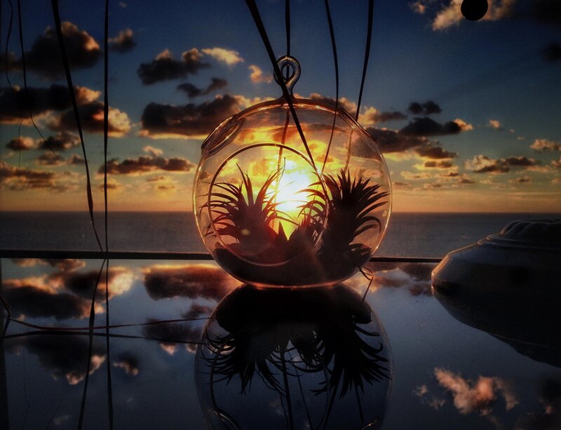 Air Plant in Glass Globe
